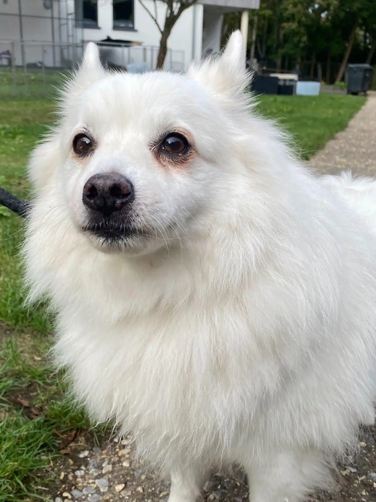 Hund Asti