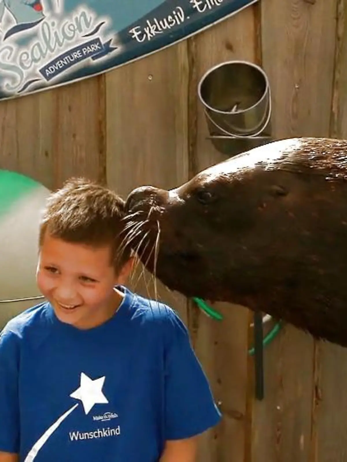 Einmal mit Seelöwen schwimmen. Dieser Wunsch hat sich für Emilio Gallo aus Oberaudorf in Bayern jetzt, nach einer Chemotherapie, erfüllt. Und das am anderen Ende von Deutschland, in Süsel an der Ostsee von Schleswig-Holstein. Was passiert als der Neunjährige plötzlich ins Wasser fällt, zeigen wir Ihnen im Video.
