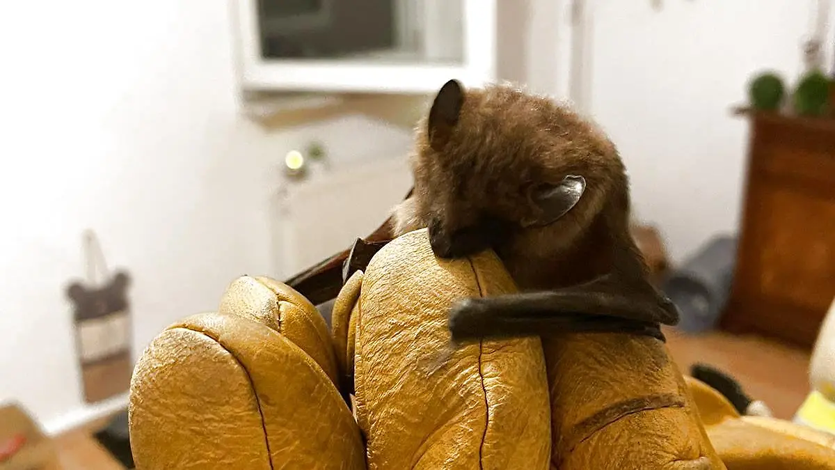 Große Aufregung um eine kleine Fledermaus in Wilhelmshafen.