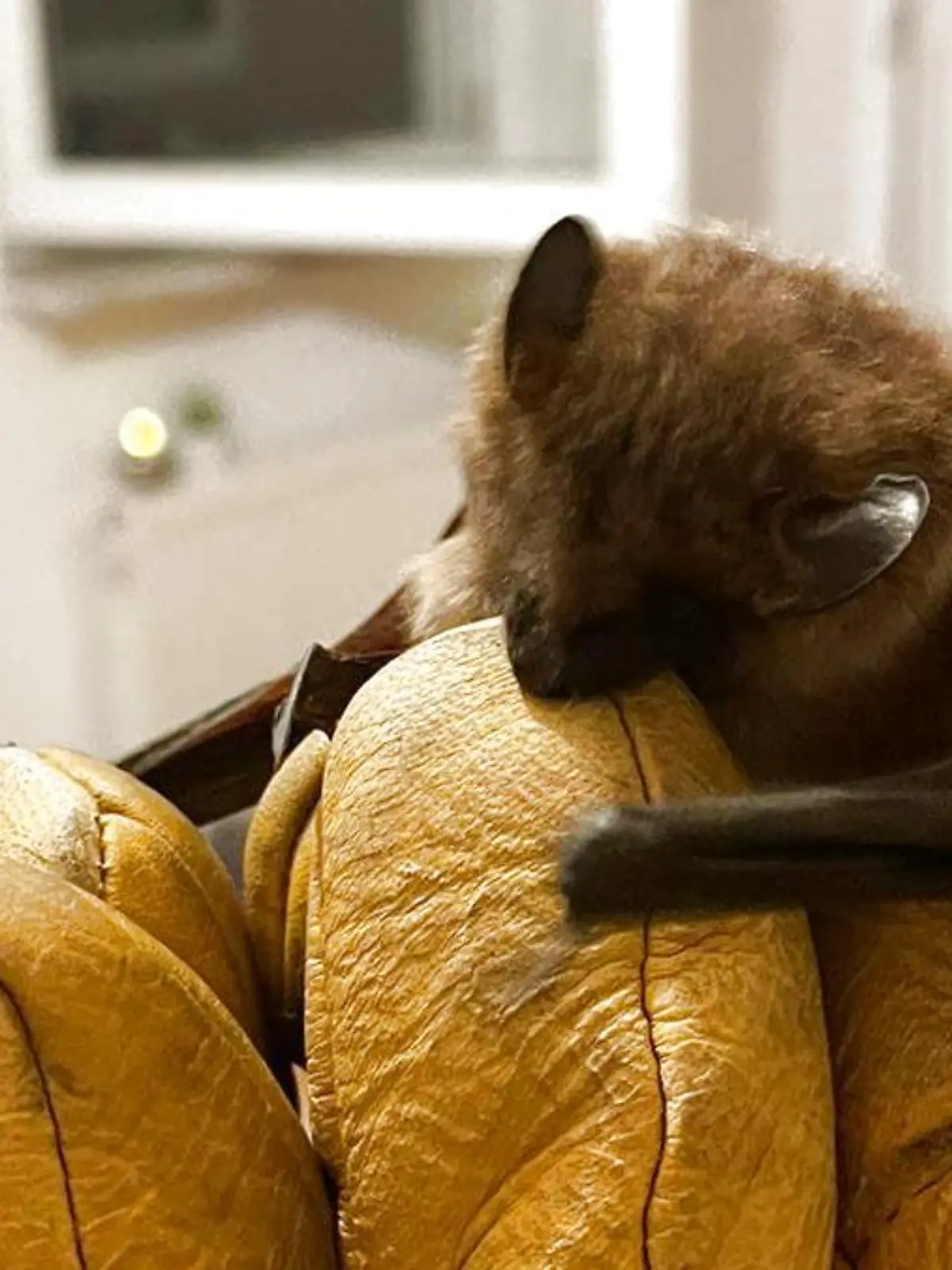 Große Aufregung um eine kleine Fledermaus in Wilhelmshafen.