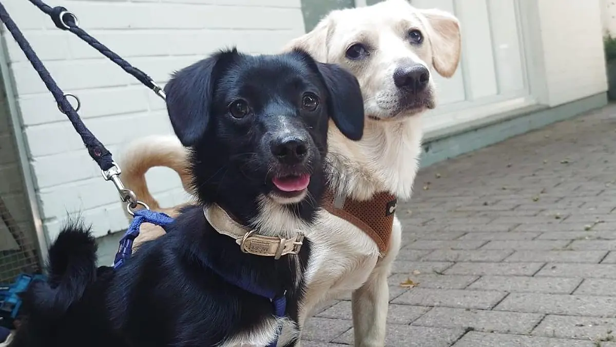 Diese beiden jungen Hunde wurde anonym vor dem Franziskus Tierheim in Hamburg angebunden.