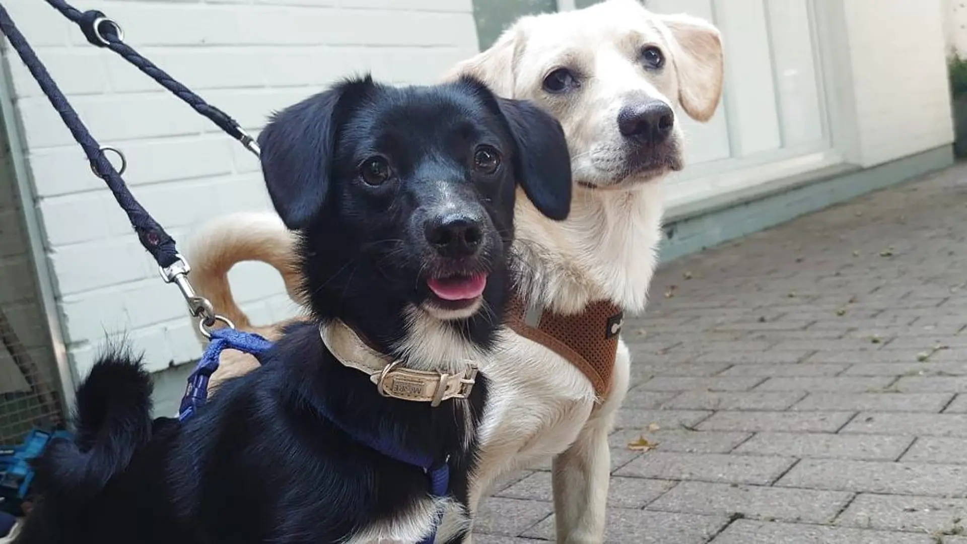 Diese beiden jungen Hunde wurde anonym vor dem Franziskus Tierheim in Hamburg angebunden.