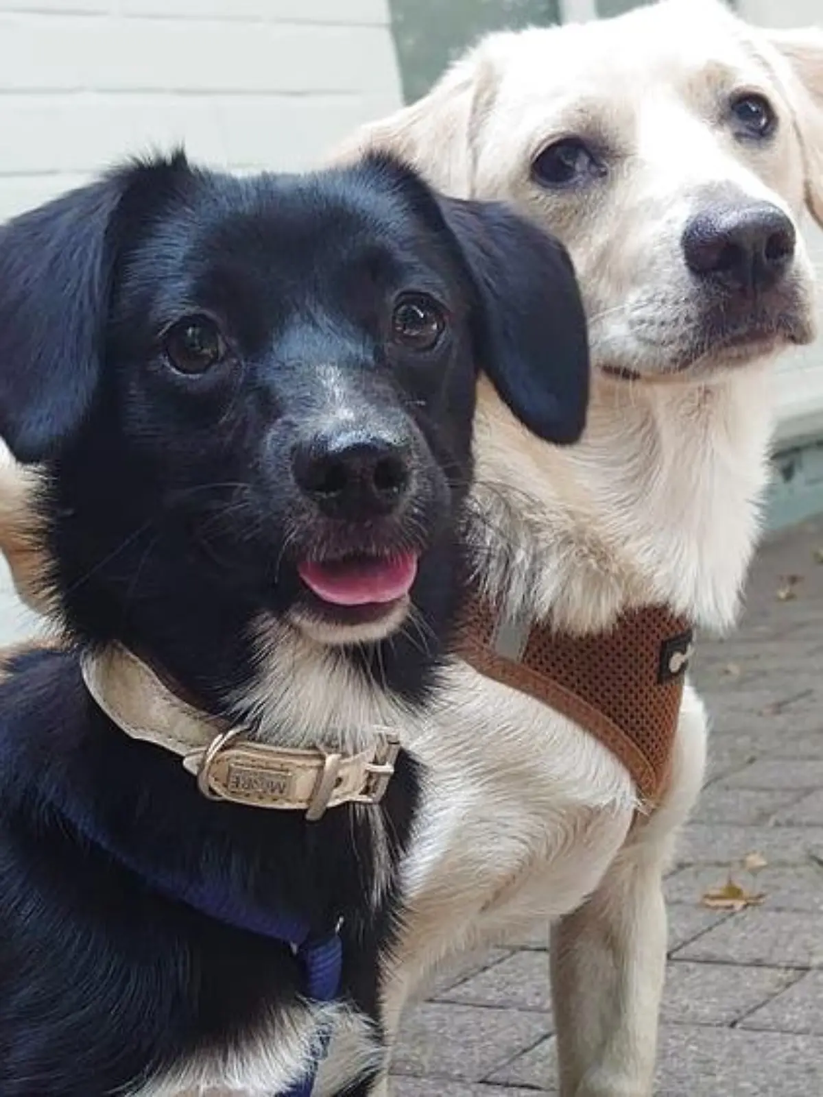 Diese beiden jungen Hunde wurde anonym vor dem Franziskus Tierheim in Hamburg angebunden.