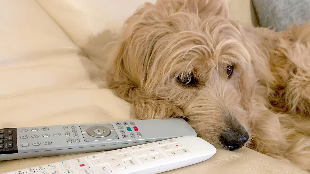 Ein Mini Goldendoodle, eine Mischung als Golden Retriever und Zwergpudel, liegt auf einem Sofa. Neben ihm liegen zwei Fernbedienungen für einen Receiver und einen Fernseher.