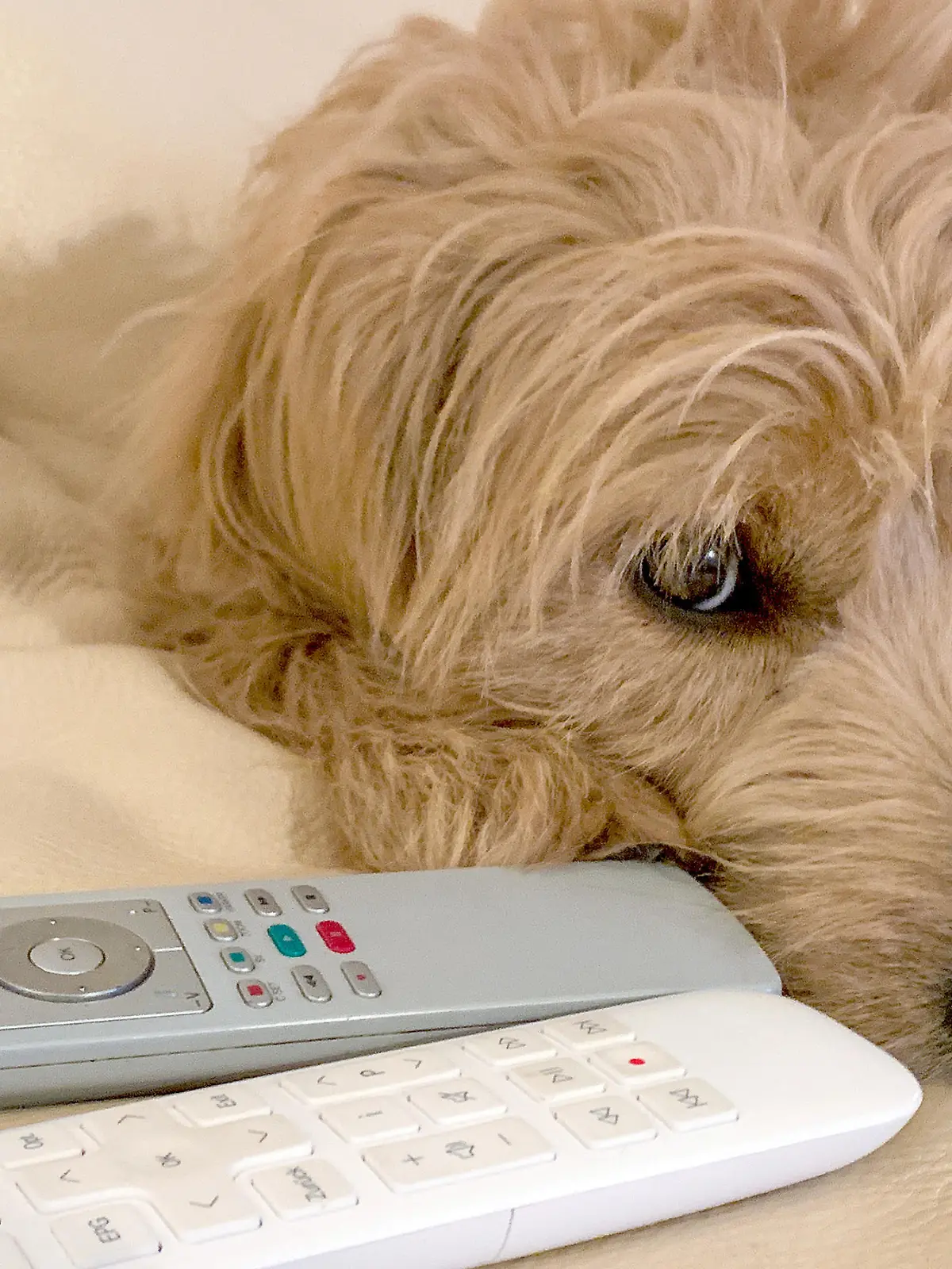 Ein Mini Goldendoodle, eine Mischung als Golden Retriever und Zwergpudel, liegt auf einem Sofa. Neben ihm liegen zwei Fernbedienungen für einen Receiver und einen Fernseher.