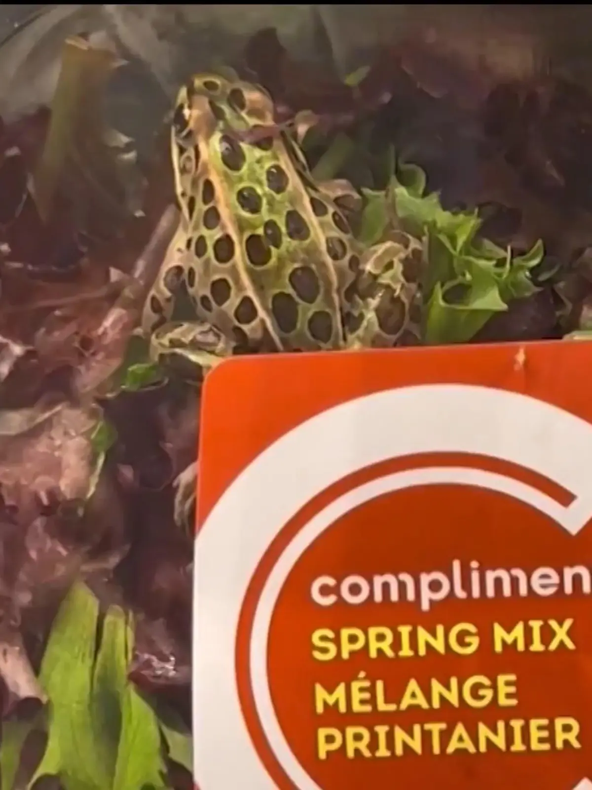 Bild zu: "Model findet Frosch in Salat-Packung"