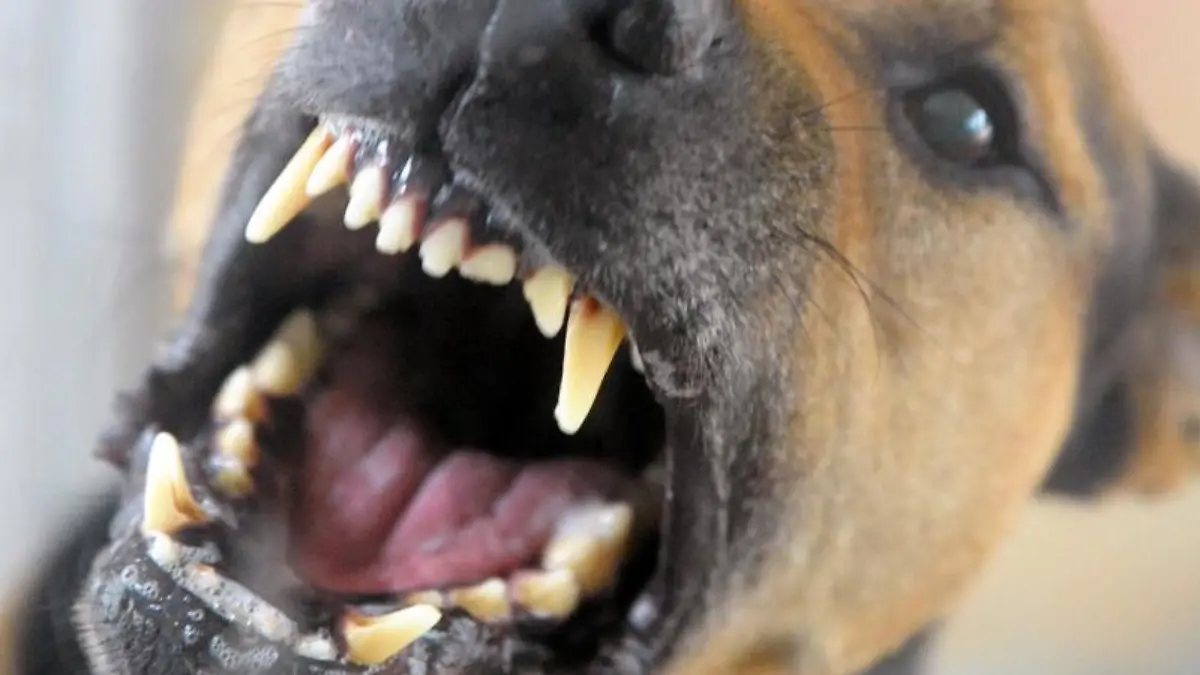 Bellender Hund