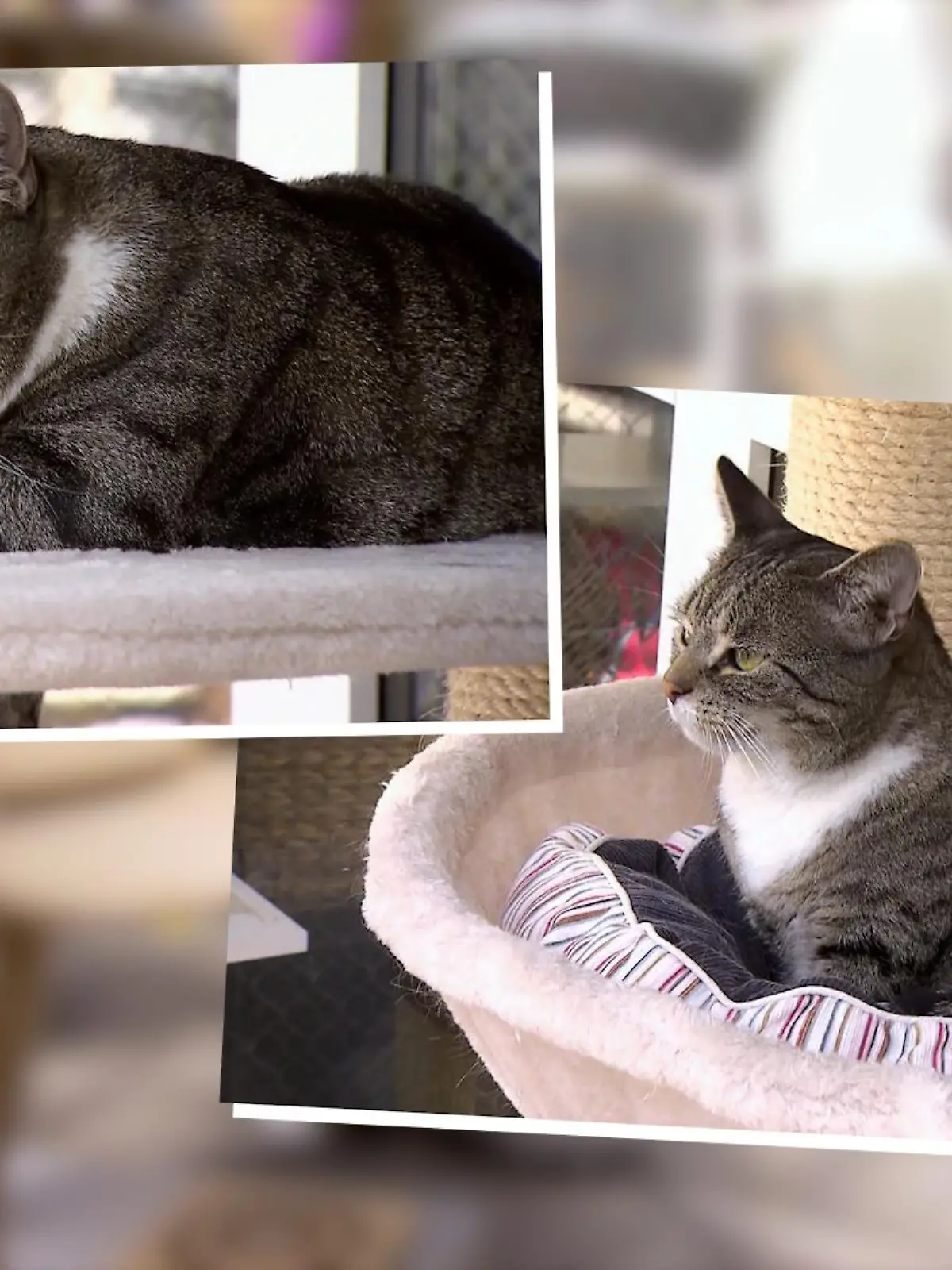 Alice und Penny haben ihr ganzes Leben zusammen verbracht – und das soll auch so bleiben. Gemeinsam sucht das kuschelige Katzen-Duo nun nach einem neuen Heim.