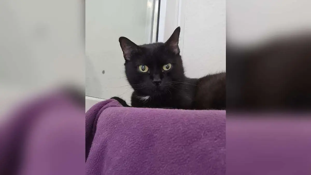 Katze "Diva"