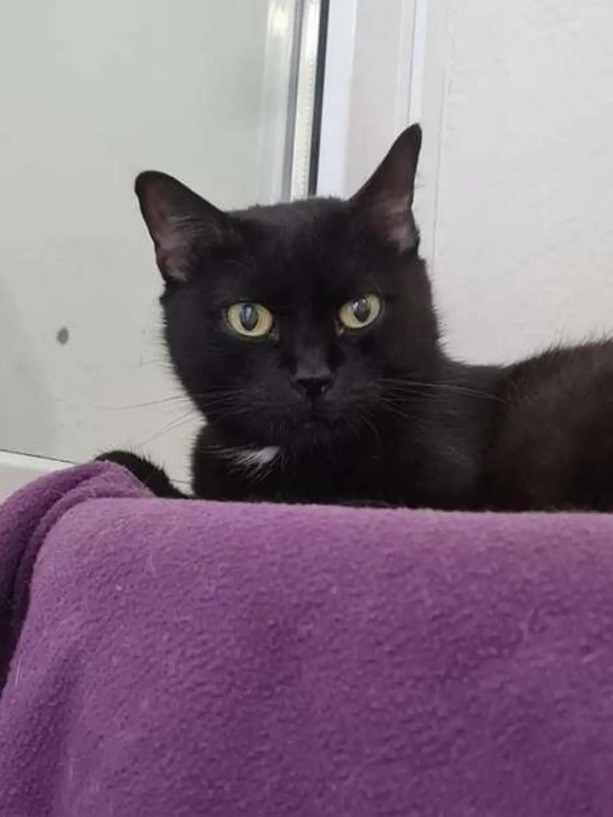 Katze "Diva"