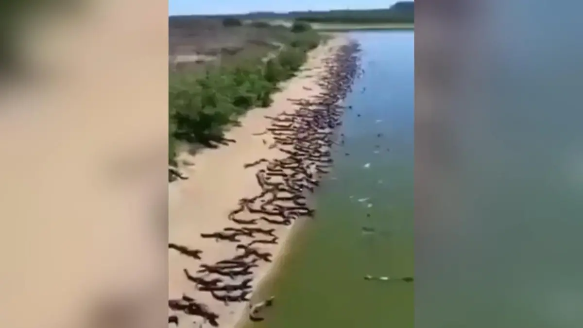 Hunderte Krokodile versetzen Anwohner in Panik Hier kann erstmal keiner mehr baden!