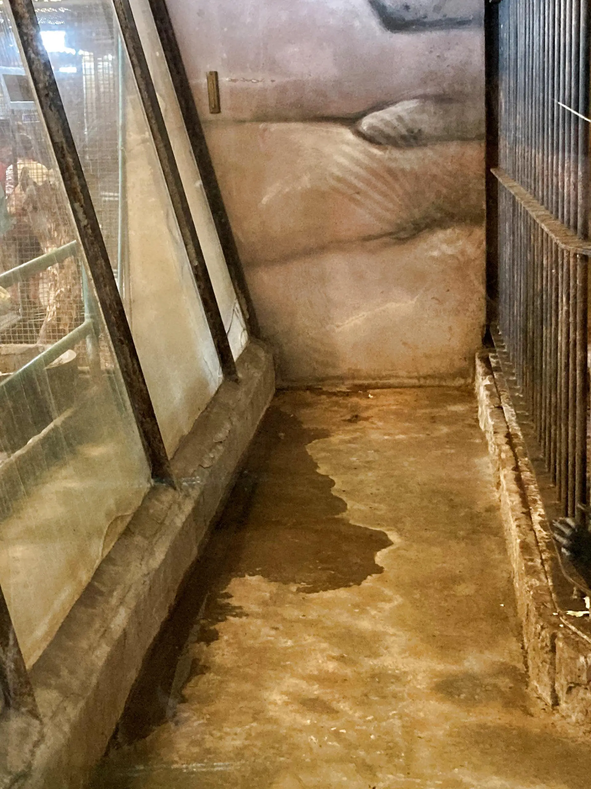 23.10.2022, Thailand, Bangkok: Besucher des Pata Zoo auf dem Dach eines Einkaufszentrums in Bangkok fotografieren das Gorilla-Weibchen Bua Noi. Die Primatin lebt seit mehr als 30 Jahren in dem als "Höllen-Zoo" betitelten Zoo auf Betonboden ohne Tageslicht oder Natur. Sie ist Thailands einziger Gorilla. (zu dpa «Neues Ringen um Bua Noi · Thailands einziger Gorilla im Horror-Zoo») Foto: Carola Frentzen/dpa +++ dpa-Bildfunk +++