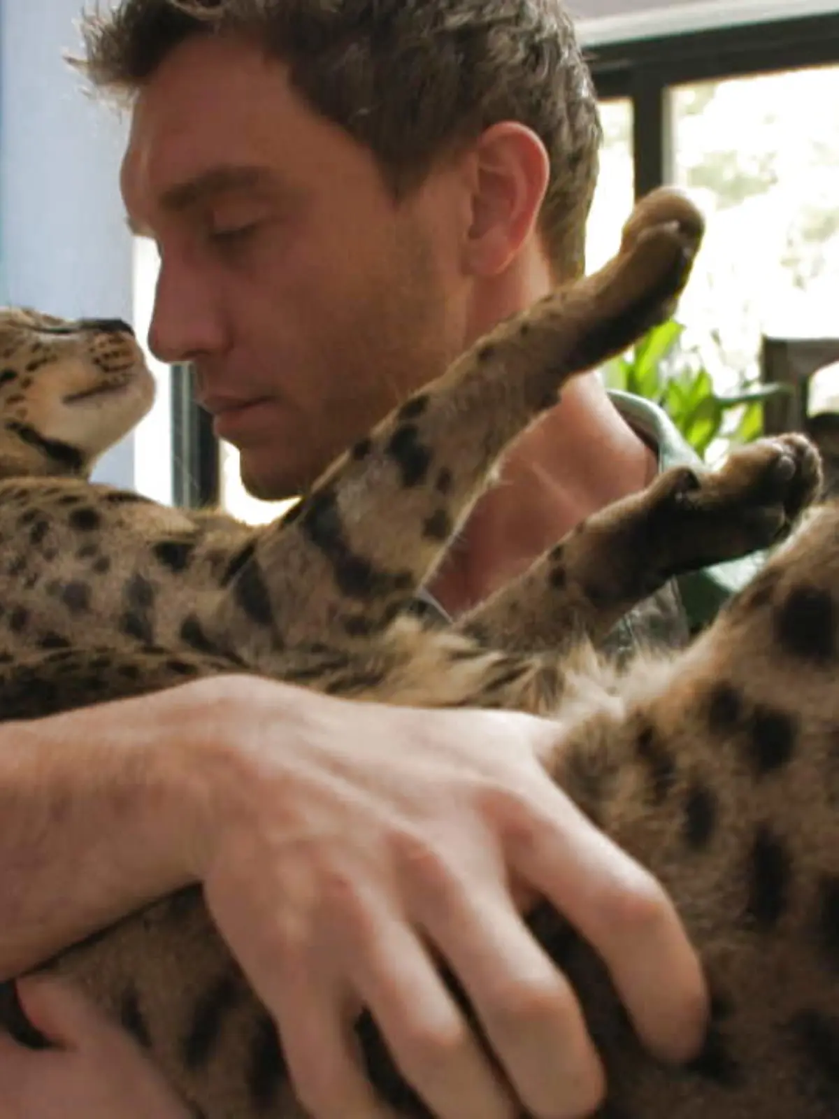 47 Zentimeter groß und fast 16 Kilo schwer: Fenrir ist angeblich die größte Hauskatze der Welt. Und das sogar ganz offiziell. Denn: Fenrir steht sogar im Guinness Buch der Rekorde. Und der Maine-Coon-Kater ist nicht nur unglaublich groß, er hat auch noch eine unglaublich wichtige Aufgabe. Welche das ist, zeigen wir im Video.