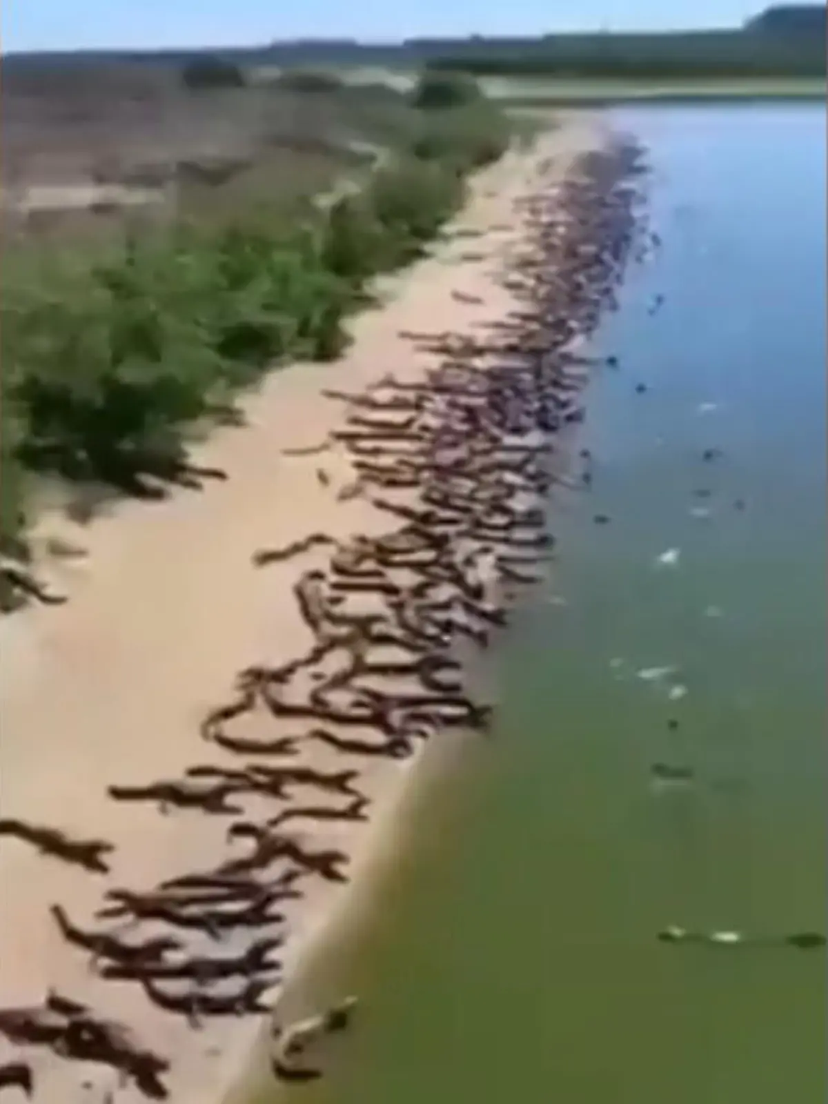 Sie färbten den Strand grau: In Brasilien haben es sich hunderte Krokodile auf einer Sandbank gemütlich gemacht. Die örtliche Bevölkerung mache sich ernsthafte Sorgen, so ein Radiosprecher. Wie lange die Tiere noch dort verweilen werden, ist unklar. Die Aufnahmen aus der Luft zeigen wir im Video.