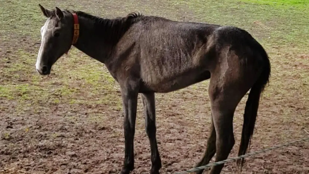 Auf dieser Weide in Groß Zecher in Herzogtum-Lauenburg wurden die abgemagerten Pferde entdeckt.