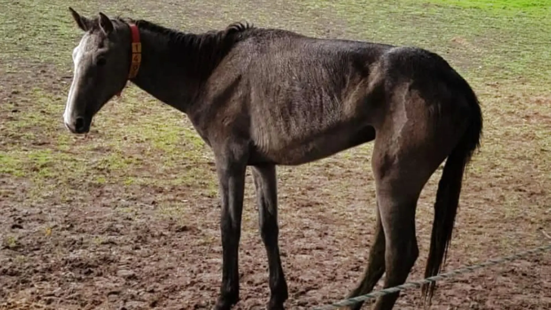 Auf dieser Weide in Groß Zecher in Herzogtum-Lauenburg wurden die abgemagerten Pferde entdeckt.