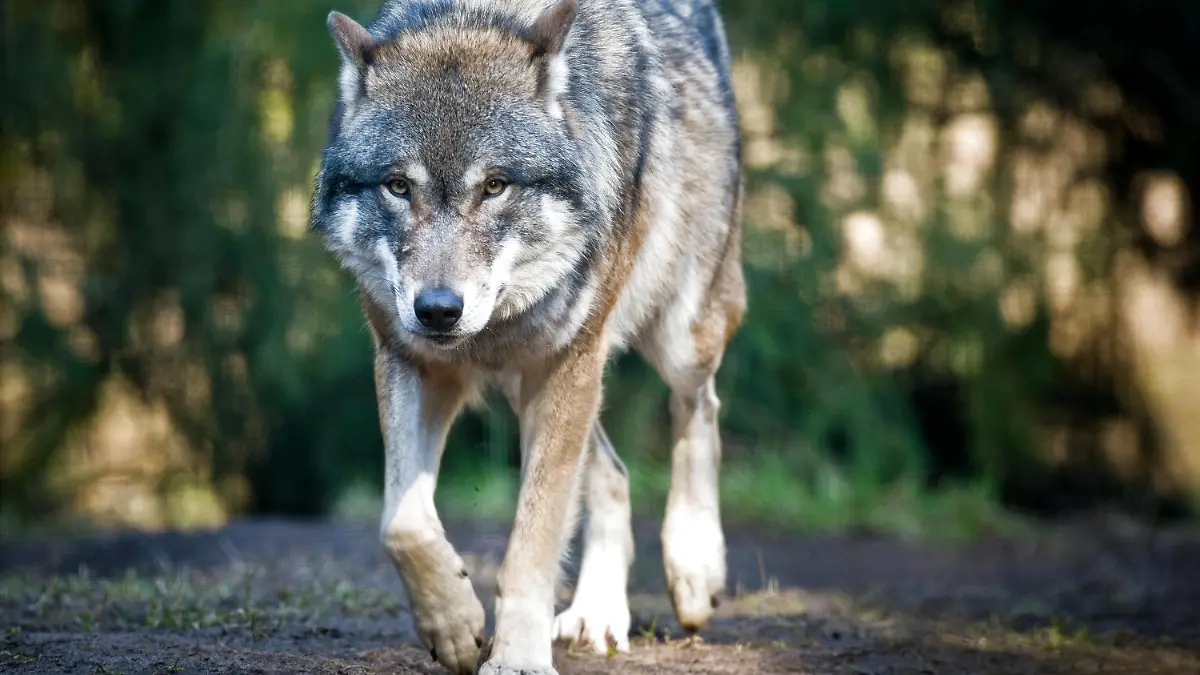 ARCHIV - Ein Wolf läuft am 24.02.2014 in seinem Gehege im Wildpark Schorfheide in Groß Schönebeck (Brandenburg). Foto: Patrick Pleul/dpa (zu dpa lrs-Vorausmeldung: "Rückkehr des Wolfs erwartet - Höfken stellt Managementplan vor" vom 10.02.2015) +++(c) dpa - Bildfunk+++