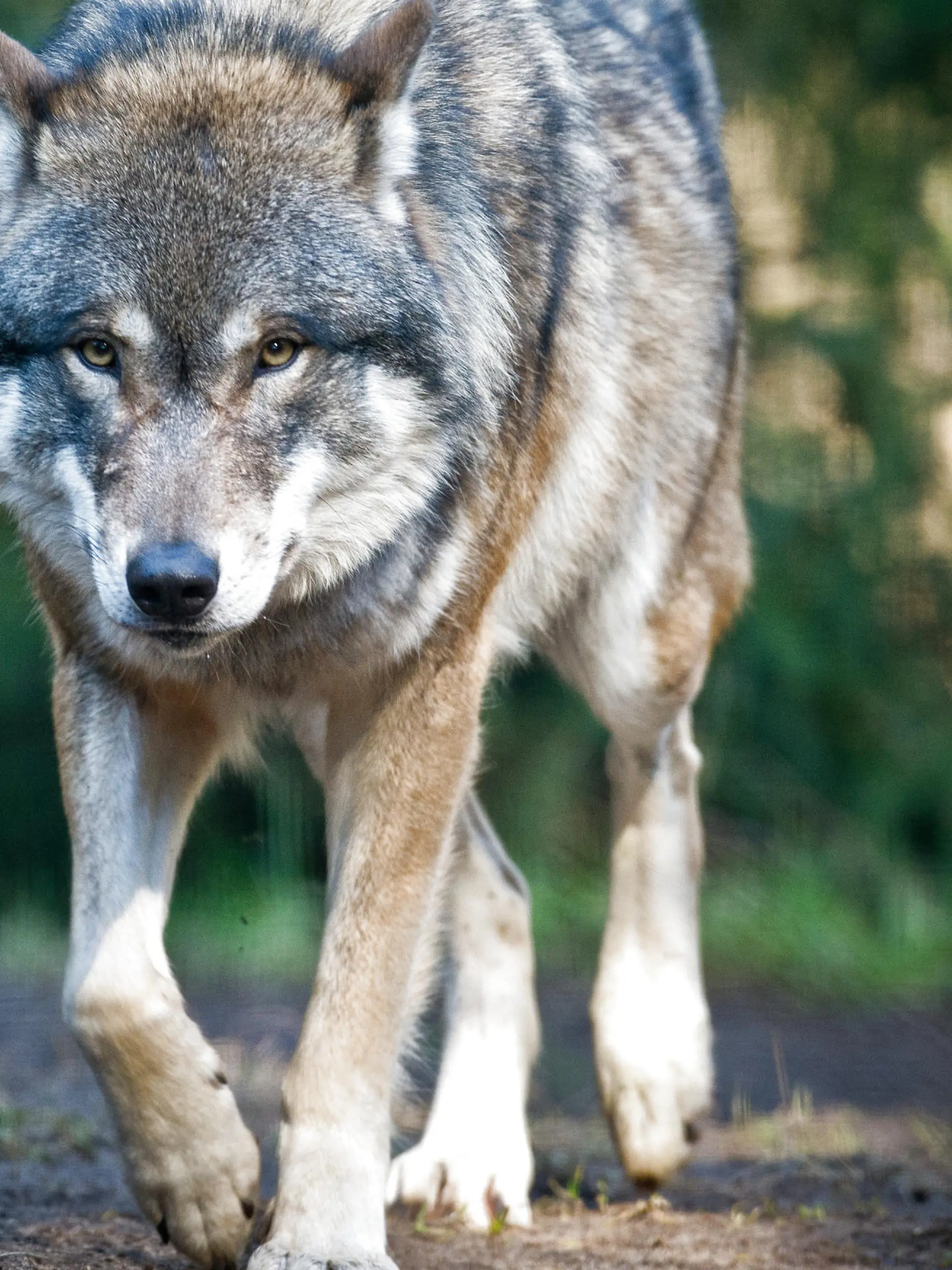 ARCHIV - Ein Wolf läuft am 24.02.2014 in seinem Gehege im Wildpark Schorfheide in Groß Schönebeck (Brandenburg). Foto: Patrick Pleul/dpa (zu dpa lrs-Vorausmeldung: "Rückkehr des Wolfs erwartet - Höfken stellt Managementplan vor" vom 10.02.2015) +++(c) dpa - Bildfunk+++