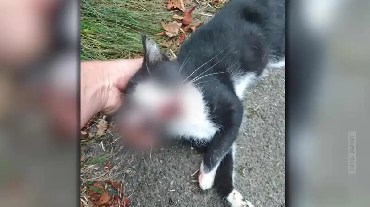 Mimi wurde von einem Polizeiwagen überrollt.