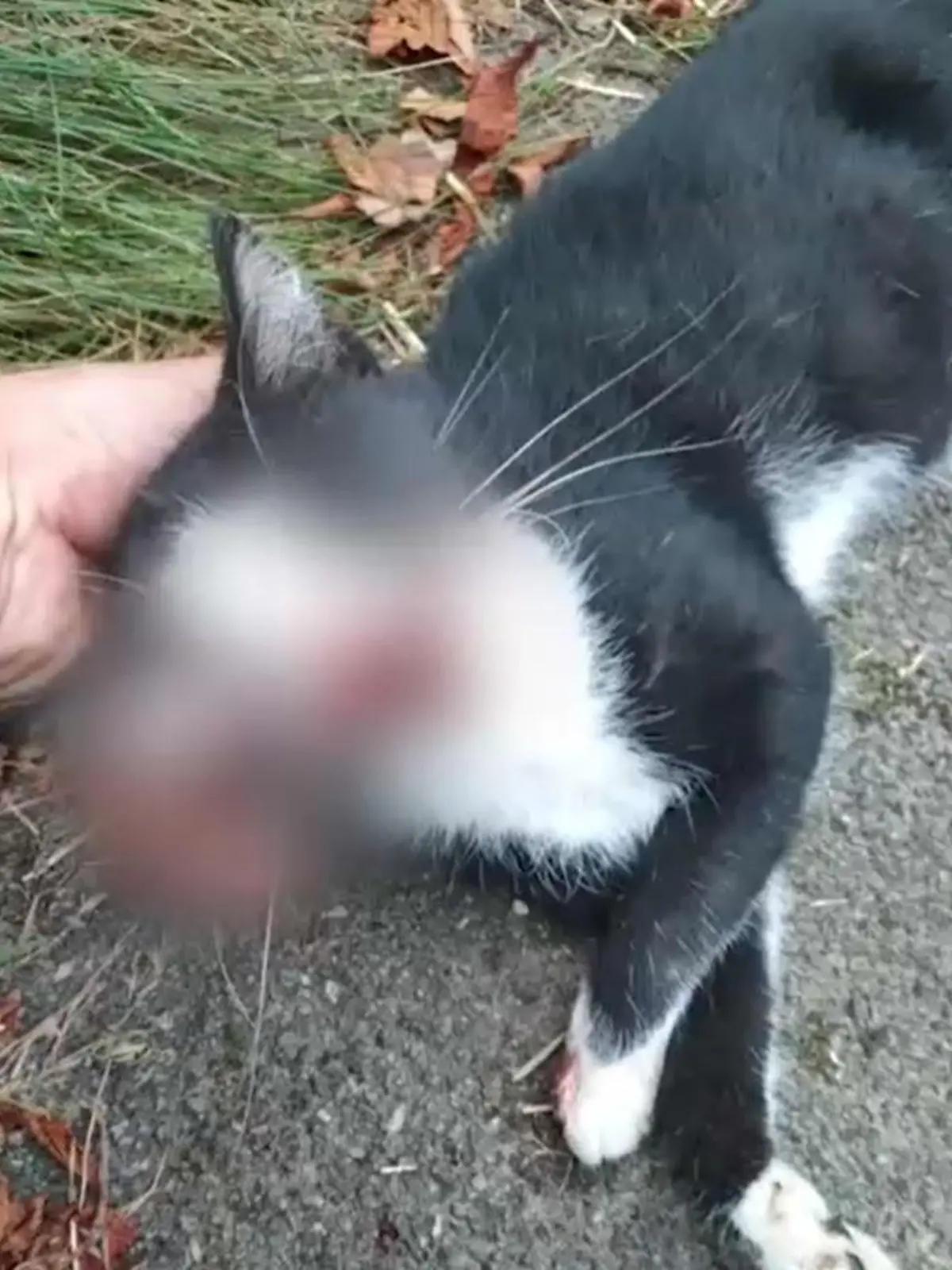 Mimi wurde von einem Polizeiwagen überrollt.
