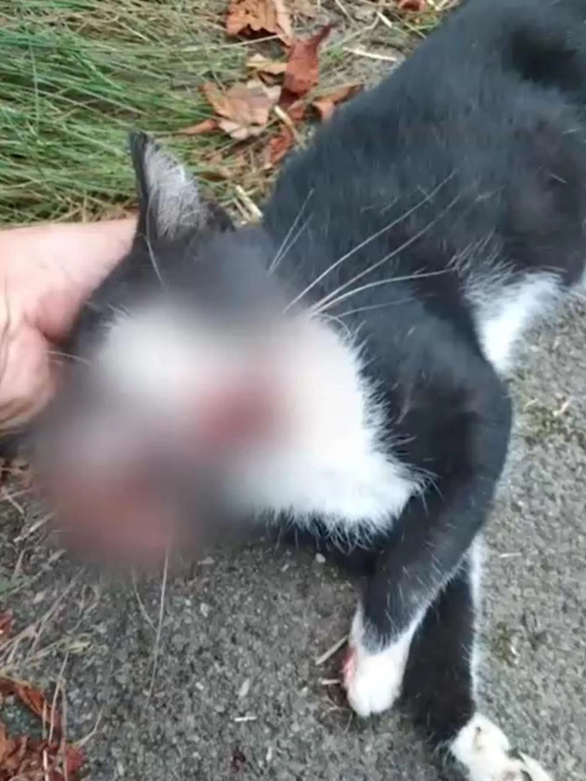 Mimi wurde von einem Polizeiwagen überrollt.