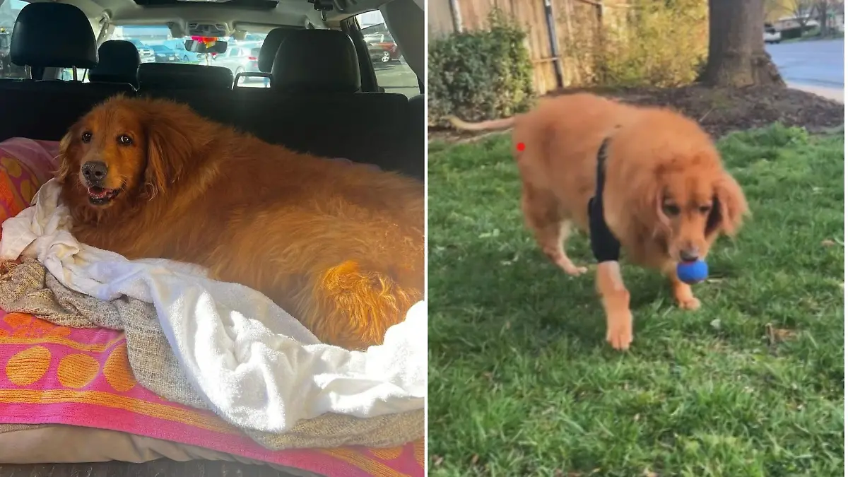 Als Hündin Frannie gerettet wurde, konnte sie sich kaum hinsetzen - nun kann sie wieder mit einem Ball spielen und rennen!