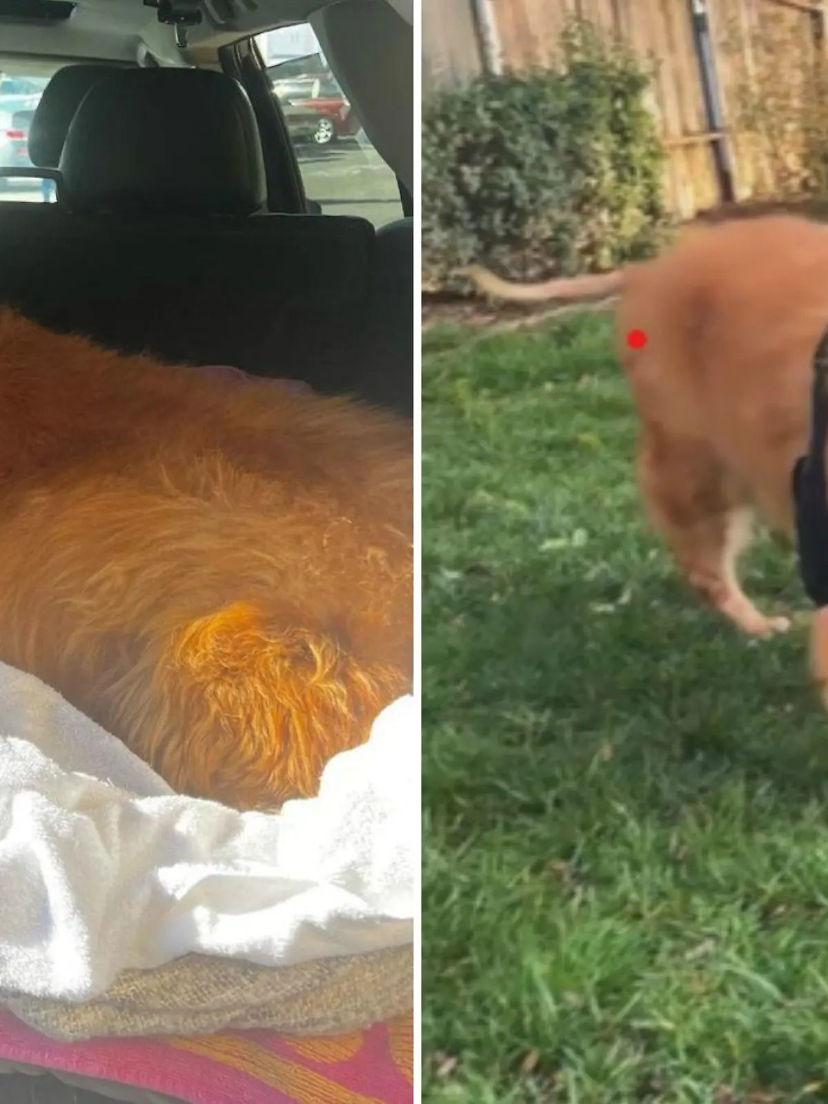 Als Hündin Frannie gerettet wurde, konnte sie sich kaum hinsetzen - nun kann sie wieder mit einem Ball spielen und rennen!