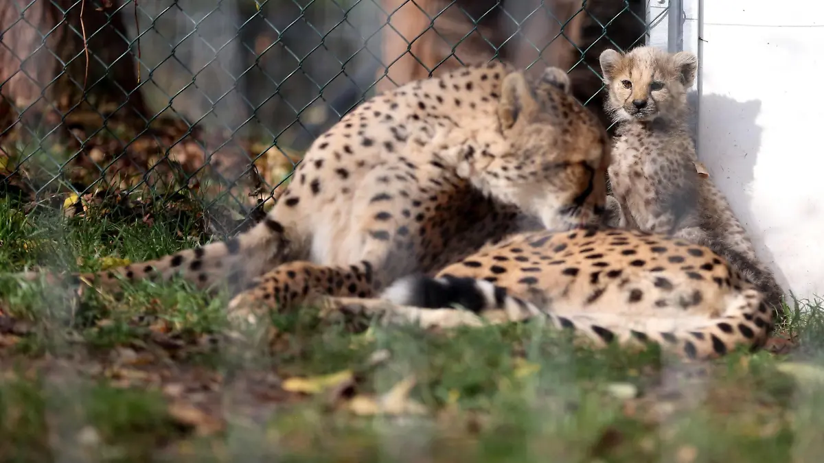 Thüringer Zoo 27.10.17, Erfurt ,Thüringer Zoopark , Gepard mit Jungtier *** Thuringia Zoo 27 10 17 Erfurt Thuringia Zoopark Cheetah with Young animal