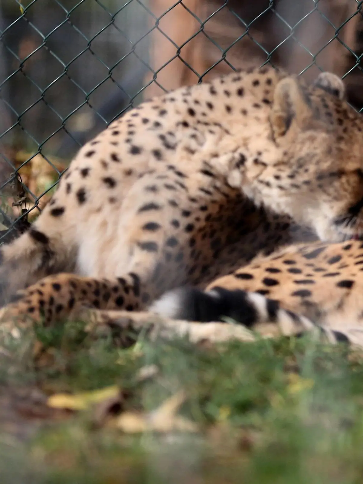 Thüringer Zoo 27.10.17, Erfurt ,Thüringer Zoopark , Gepard mit Jungtier *** Thuringia Zoo 27 10 17 Erfurt Thuringia Zoopark Cheetah with Young animal  