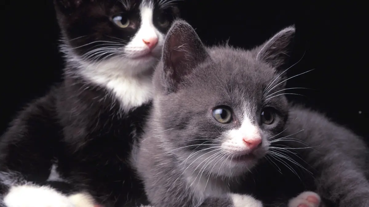 Zwei junge Katzen blicken neugierig in die Kamera, undatiertes Foto aus Schweden.