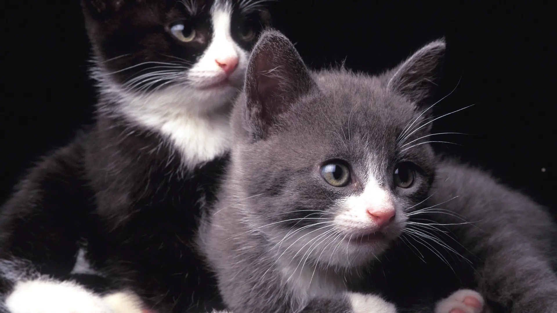 Zwei junge Katzen blicken neugierig in die Kamera, undatiertes Foto aus Schweden.