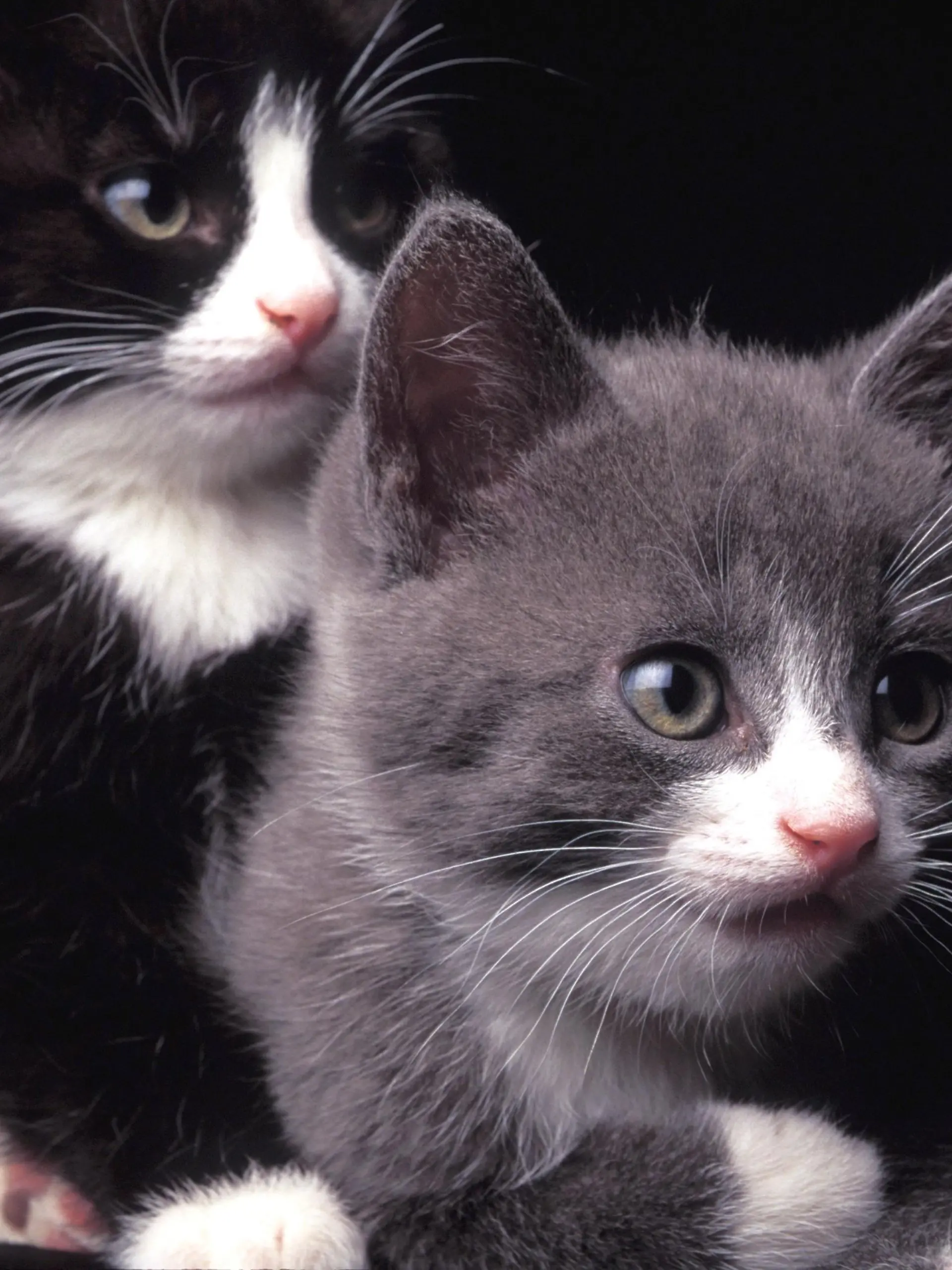 Zwei junge Katzen blicken neugierig in die Kamera, undatiertes Foto aus Schweden.