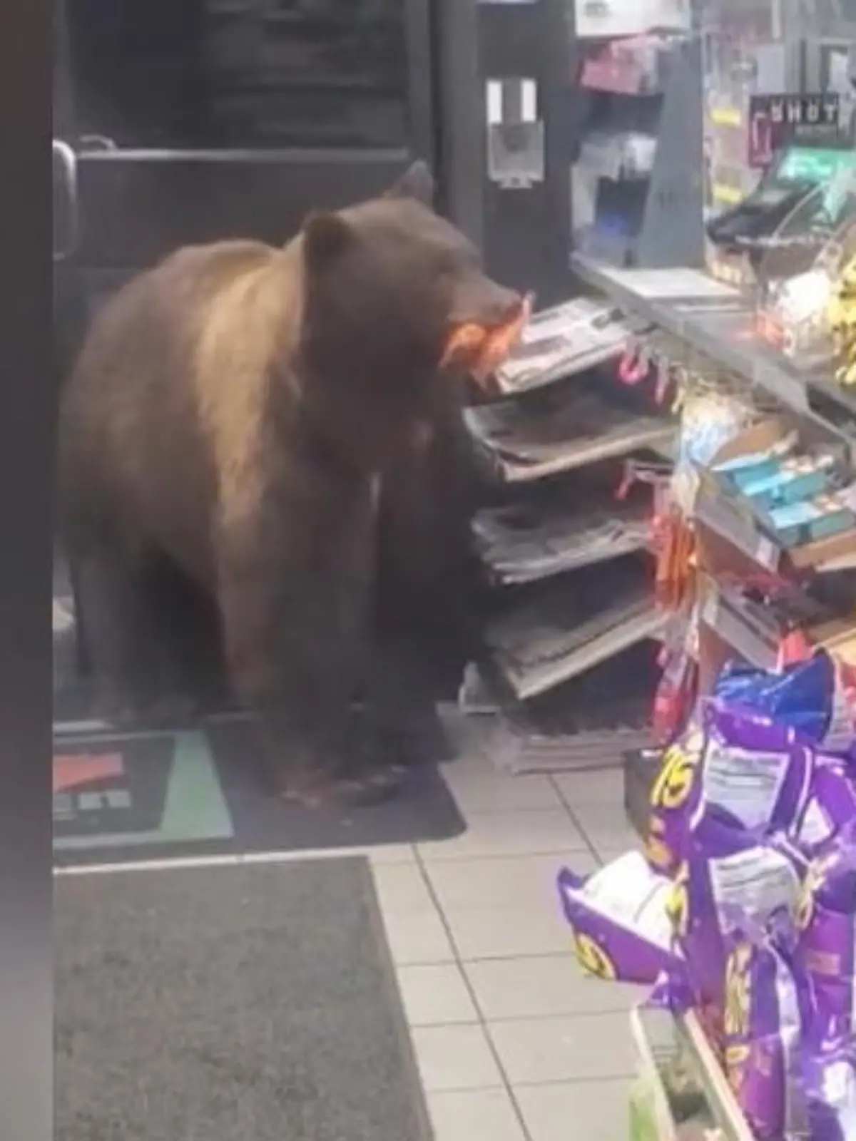 So einen Kunden hat Christopher aus Olympic Valley, Kalifornien, auch nicht alle Tage. In seiner Nachtschicht betritt plötzlich ein Braunbär seinen Laden. Und der scheint von den angebotenen Snacks so begeistert zu sein, dass er immer wieder zurückkehrt. Selbst ein Besen als Türsperre kann ihn nicht aufhalten.