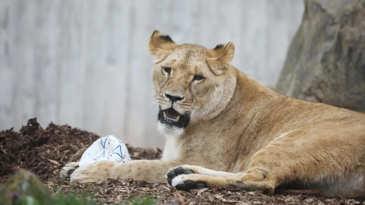 Löwin Latika liegt an ihrem zweiten Geburtstag mit einem Ball im Thüringer Zoopark.
