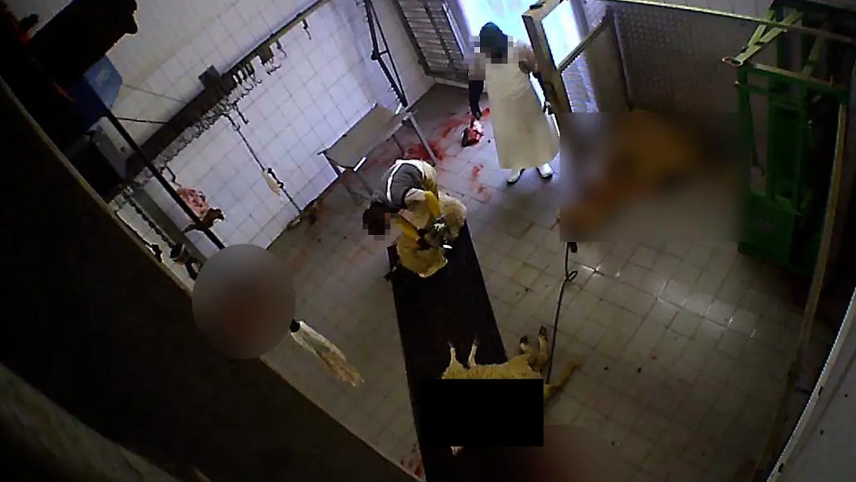 In der Nähe von Köln wurde ein Schlachthof dich gemacht. Aufnahmen sollen gezeigt haben, dass Angestellte dort Tiere quälten.