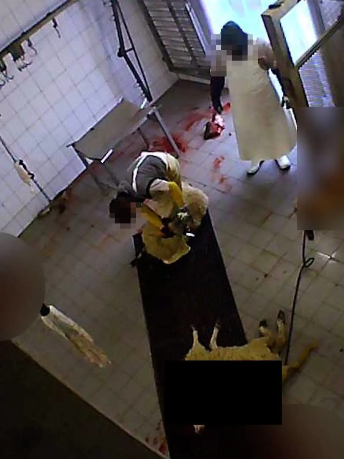 In der Nähe von Köln wurde ein Schlachthof dich gemacht. Aufnahmen sollen gezeigt haben, dass Angestellte dort Tiere quälten.