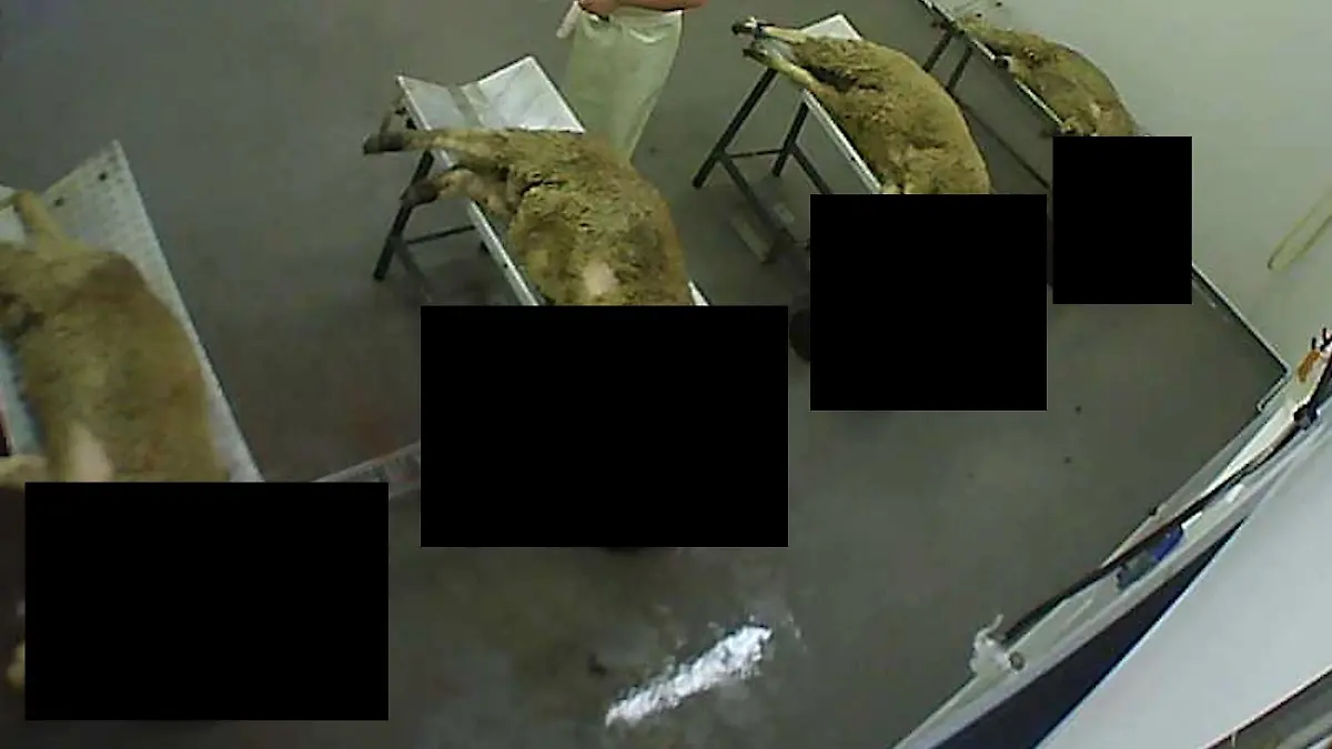 In einem Schlachtbetrieb in Ludwigsburg wurden Schafe offenbar ohne Betäubung ausgeblutet.