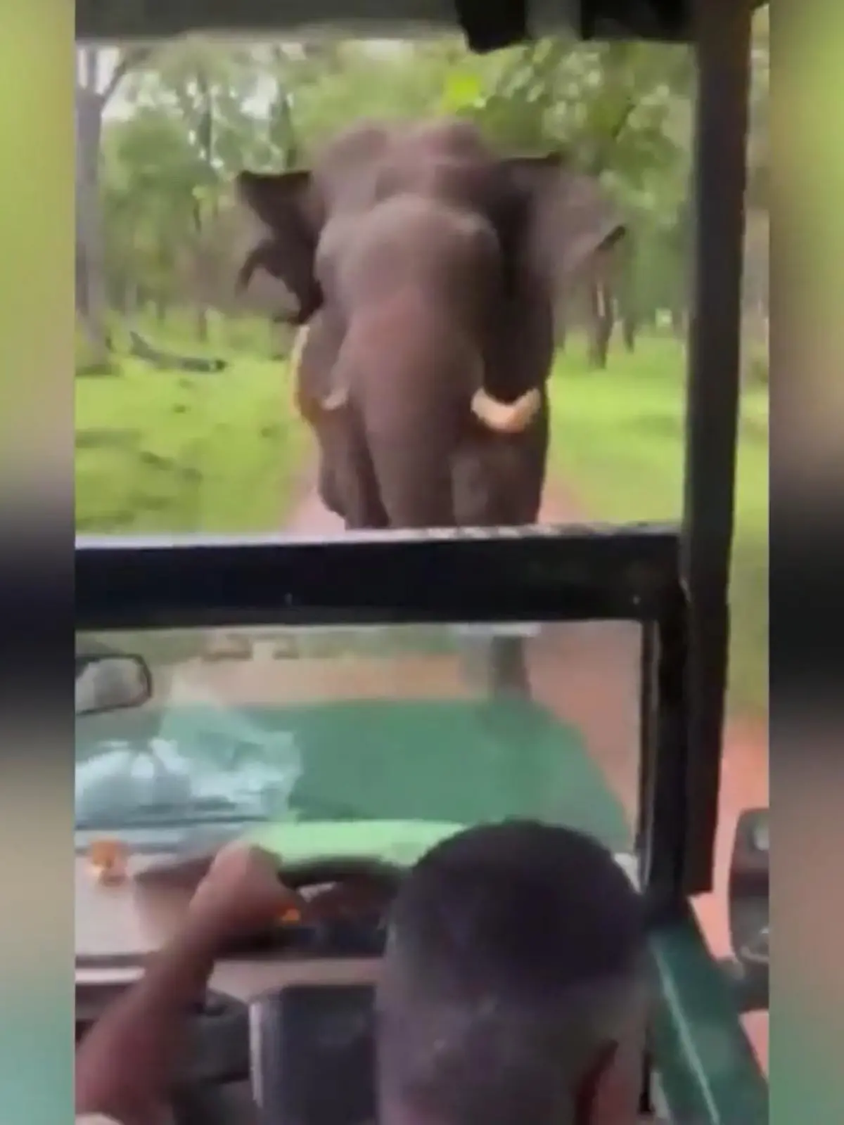 Es war ein Schock für die Touristen auf einer Safari in Indien. Plötzlich stürmte ein Elefant auf ihren Jeep zu. Wie der Fahrer reagiert und  wie nah der Dickhäuter den Touristen wirklich kam, erfahren Sie im Video.