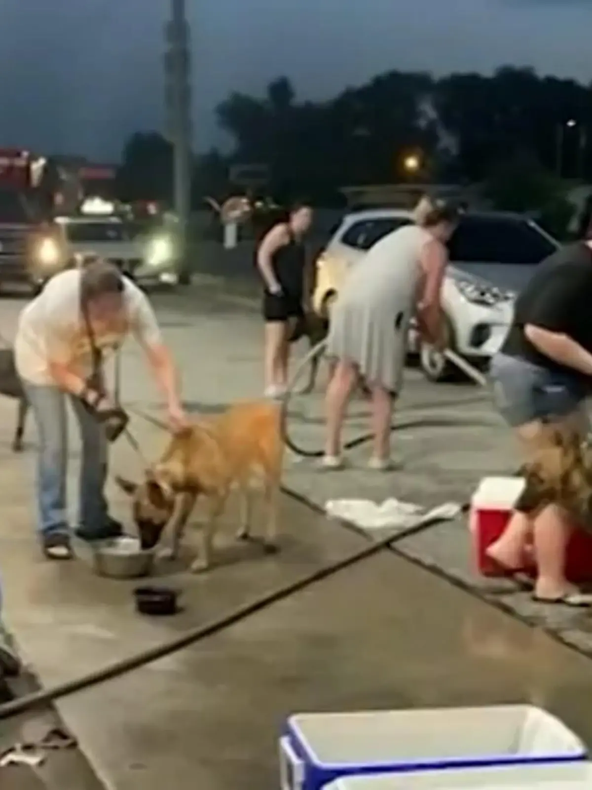 Bei einem Hunde-Transport der Polizei im US-Bundesstaat Indiana sind 10 Tiere gestorben, weil die Klimaanlage defekt war.