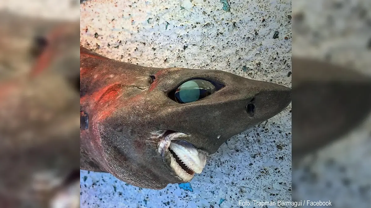 Hai