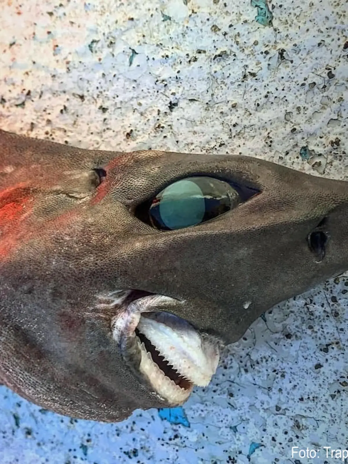 Hai