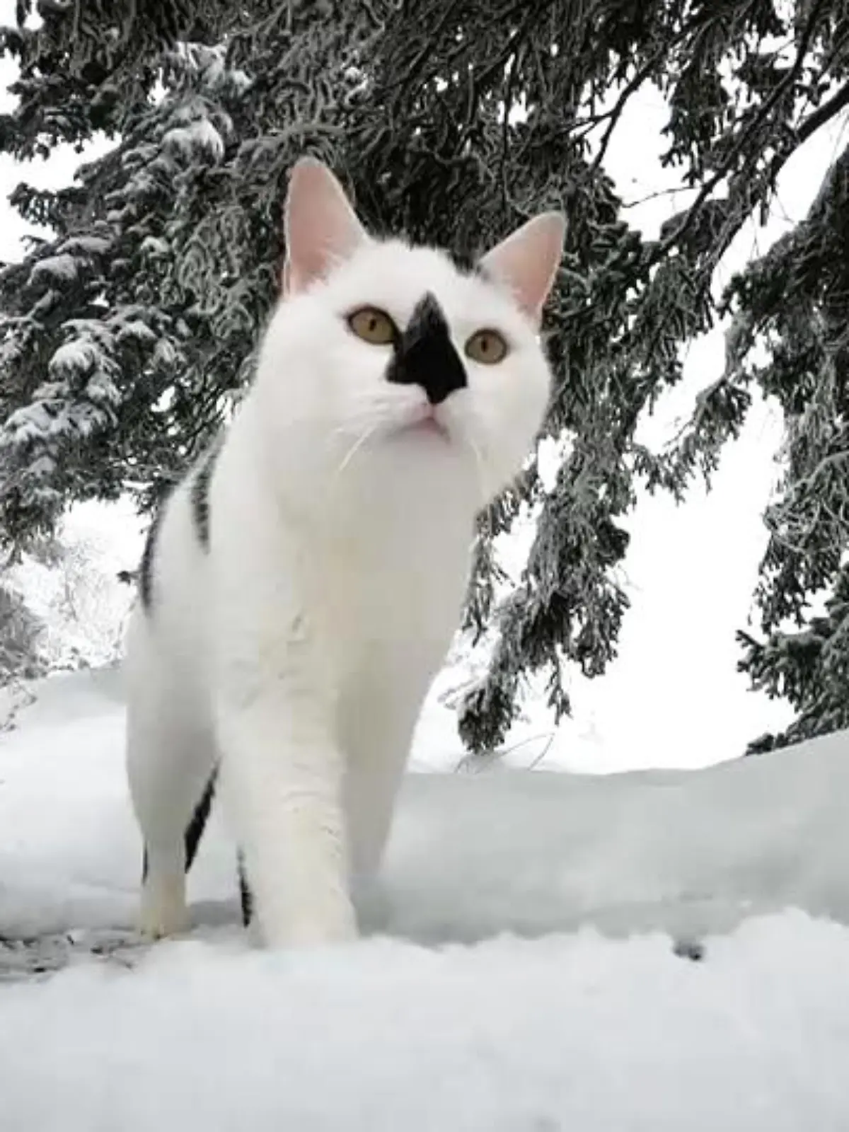 Bild zu: "Kater Django erklimmt richtige Berge "