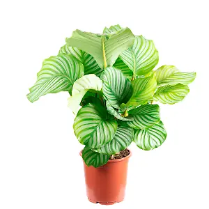 Calathea Orbifolia (Höhe ca. 60cm)