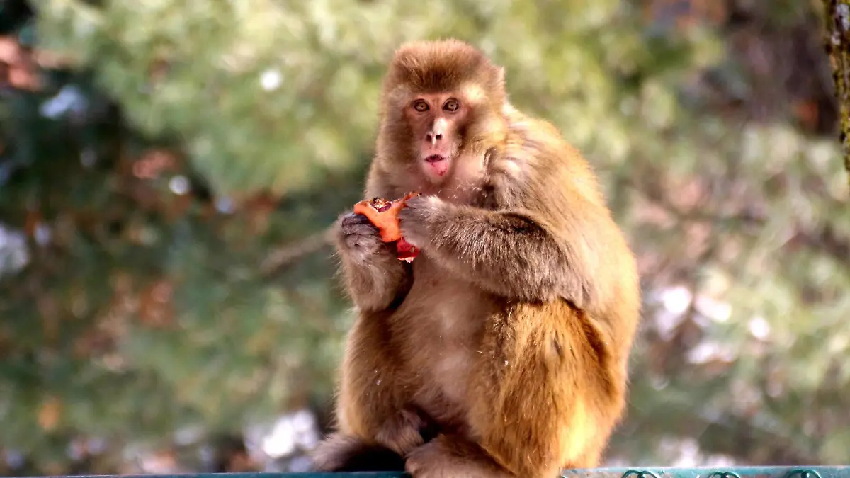  Life of Monkeys in Kashmir A monkey eats a pomegranate given to it by a man along a road on January 11,2021 after fresh snowfall in Pahalgam area of south Kashmir s Anantnag district. Moderate to heavy snowfall started on Saturday across the Kashmir valley,cutting it off from the rest of the world. Anantnag Jammu and Kashmir India Copyright: AasifxShafi