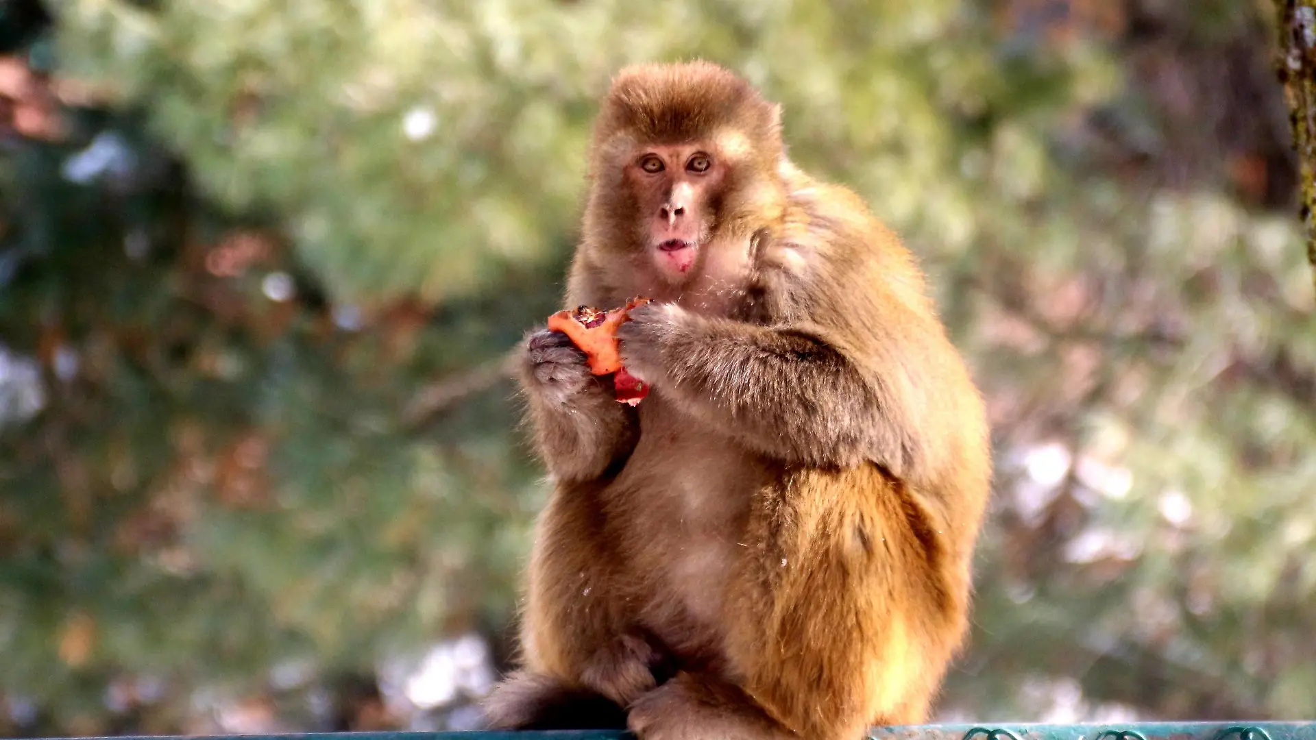  Life of Monkeys in Kashmir A monkey eats a pomegranate given to it by a man along a road on January 11,2021 after fresh snowfall in Pahalgam area of south Kashmir s Anantnag district. Moderate to heavy snowfall started on Saturday across the Kashmir valley,cutting it off from the rest of the world. Anantnag Jammu and Kashmir India Copyright: AasifxShafi