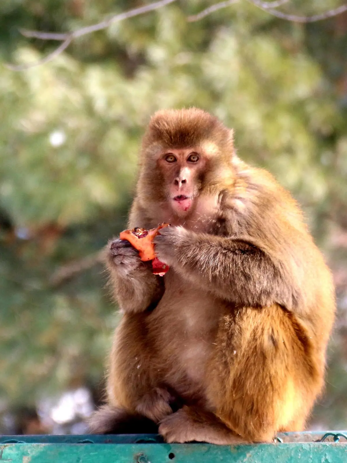  Life of Monkeys in Kashmir A monkey eats a pomegranate given to it by a man along a road on January 11,2021 after fresh snowfall in Pahalgam area of south Kashmir s Anantnag district. Moderate to heavy snowfall started on Saturday across the Kashmir valley,cutting it off from the rest of the world. Anantnag Jammu and Kashmir India Copyright: AasifxShafi