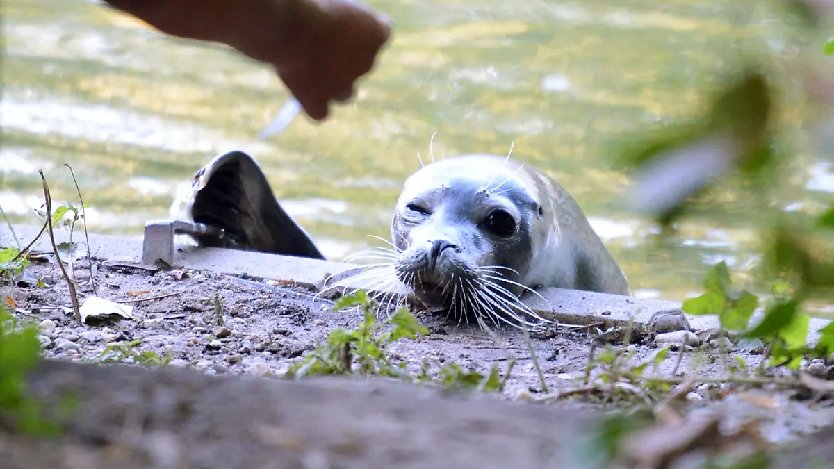 Die zwei Jahre alte Seehündin Zola wird am 29.08.2013 im Zoo Karlsruhe (Baden-Württemberg) von einer Tierpflegerin mit Fisch aus dem Schwanensee gelockt. Vor drei Wochen ist Zola aus ihrem Gehege im Zoo ausgebüxt und befindet sich seitdem in dem See, der in direkter Nähe zu ihrem Gehege liegt. Foto: Uli Deck/dpa (zu lsw «Robbe Zola genießt den See und lässt sich nicht fangen» vom 29.08.2013) +++(c) dpa - Bildfunk+++