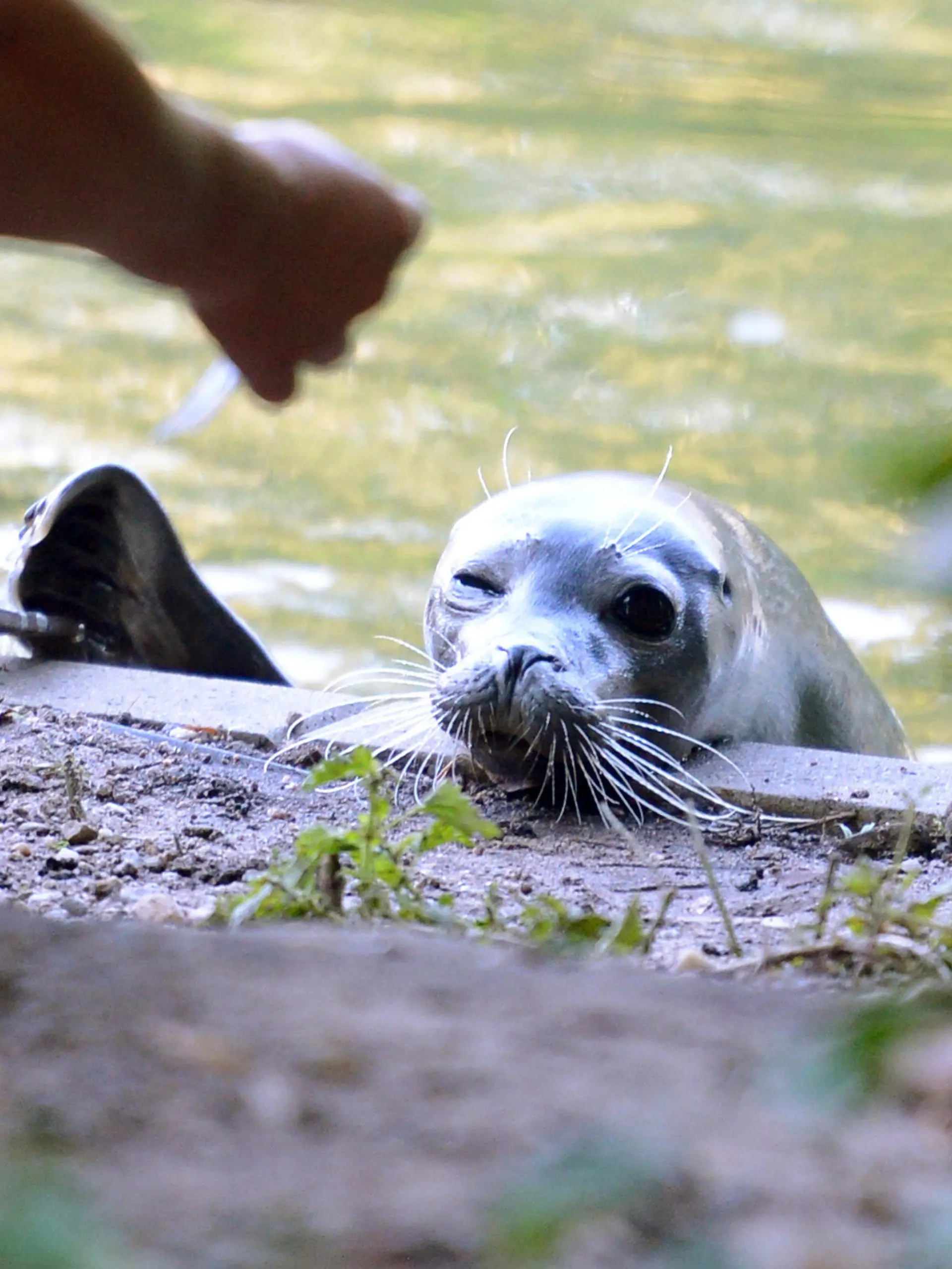 Die zwei Jahre alte Seehündin Zola wird am 29.08.2013 im Zoo Karlsruhe (Baden-Württemberg) von einer Tierpflegerin mit Fisch aus dem Schwanensee gelockt. Vor drei Wochen ist Zola aus ihrem Gehege im Zoo ausgebüxt und befindet sich seitdem in dem See, der in direkter Nähe zu ihrem Gehege liegt. Foto: Uli Deck/dpa (zu lsw «Robbe Zola genießt den See und lässt sich nicht fangen» vom 29.08.2013) +++(c) dpa - Bildfunk+++