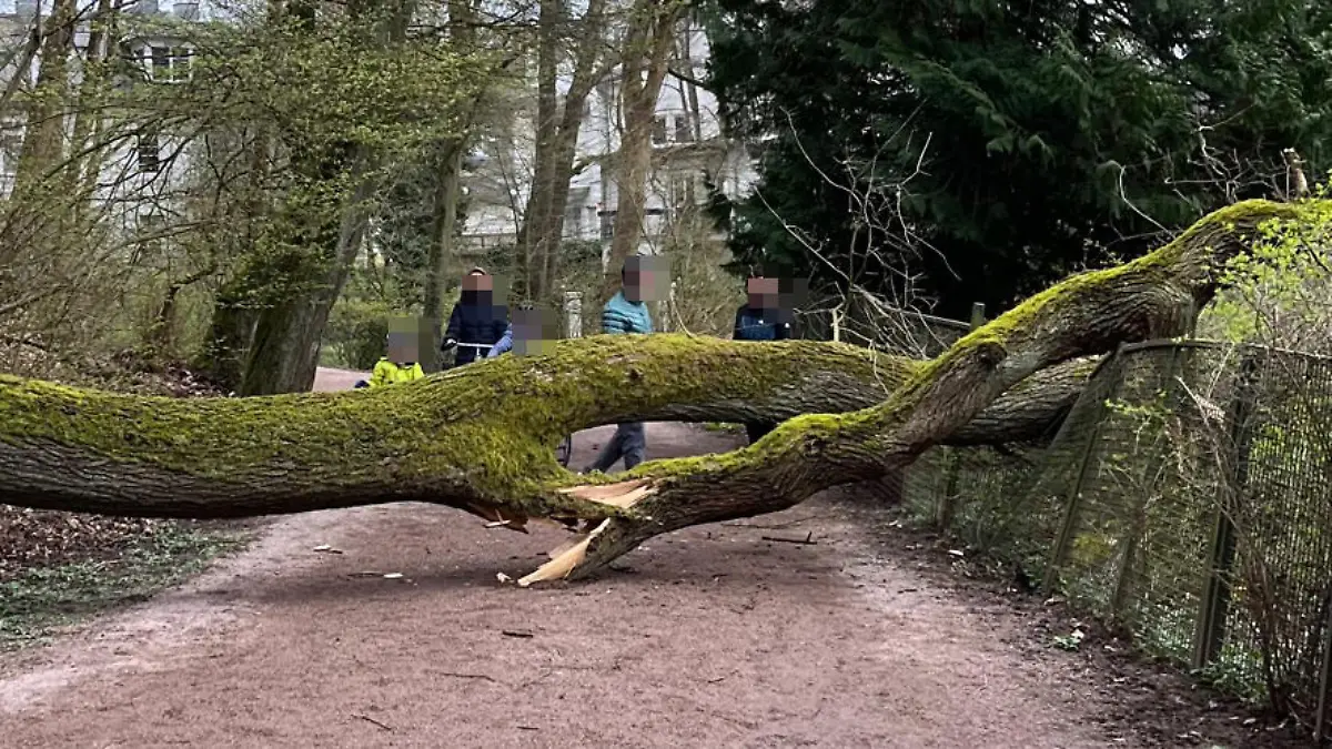 Sonntagspaziergang endet mit Schock: Die 20 Meter-Eiche versperrt der Familie den Weg.