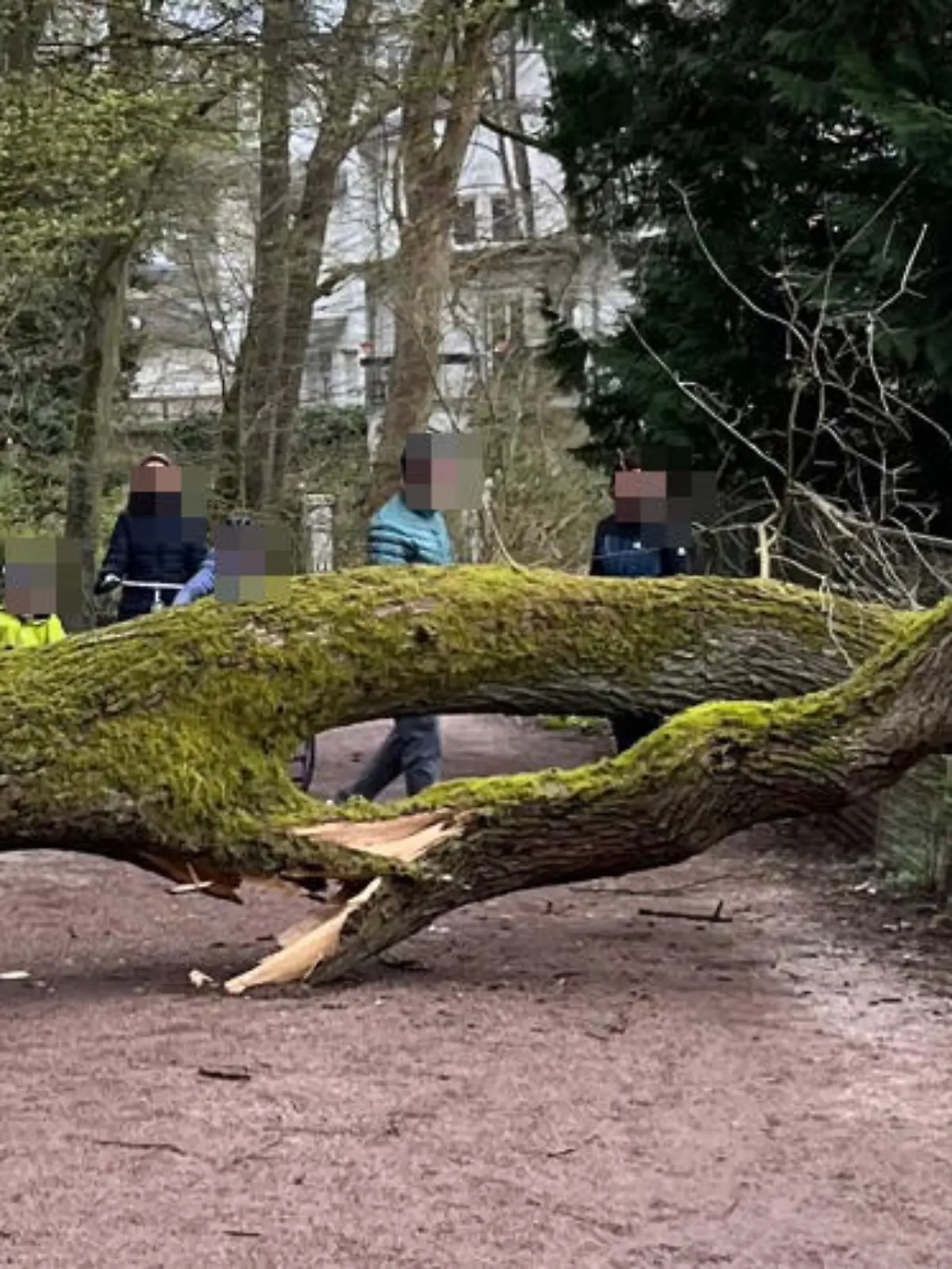 Sonntagspaziergang endet mit Schock: Die 20 Meter-Eiche versperrt der Familie den Weg.